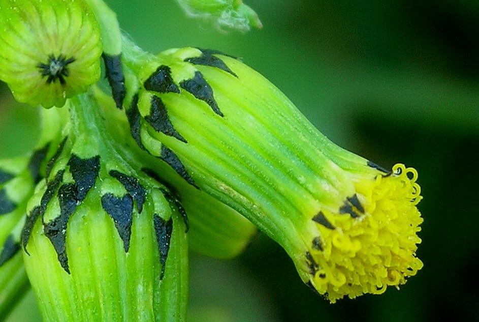 Senecio vulgaris / Senecione comune